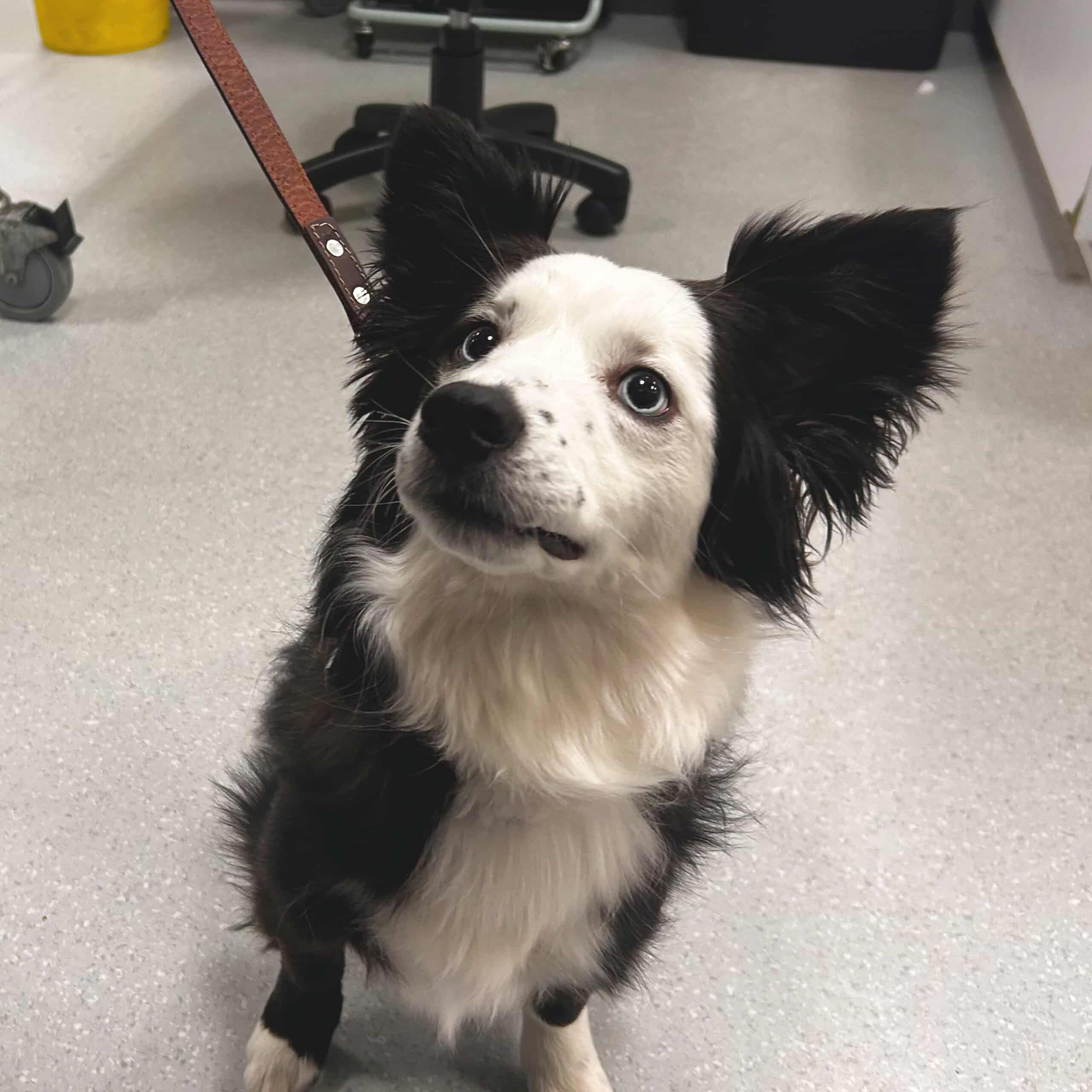 Beautiful cat eating from an orange bowl