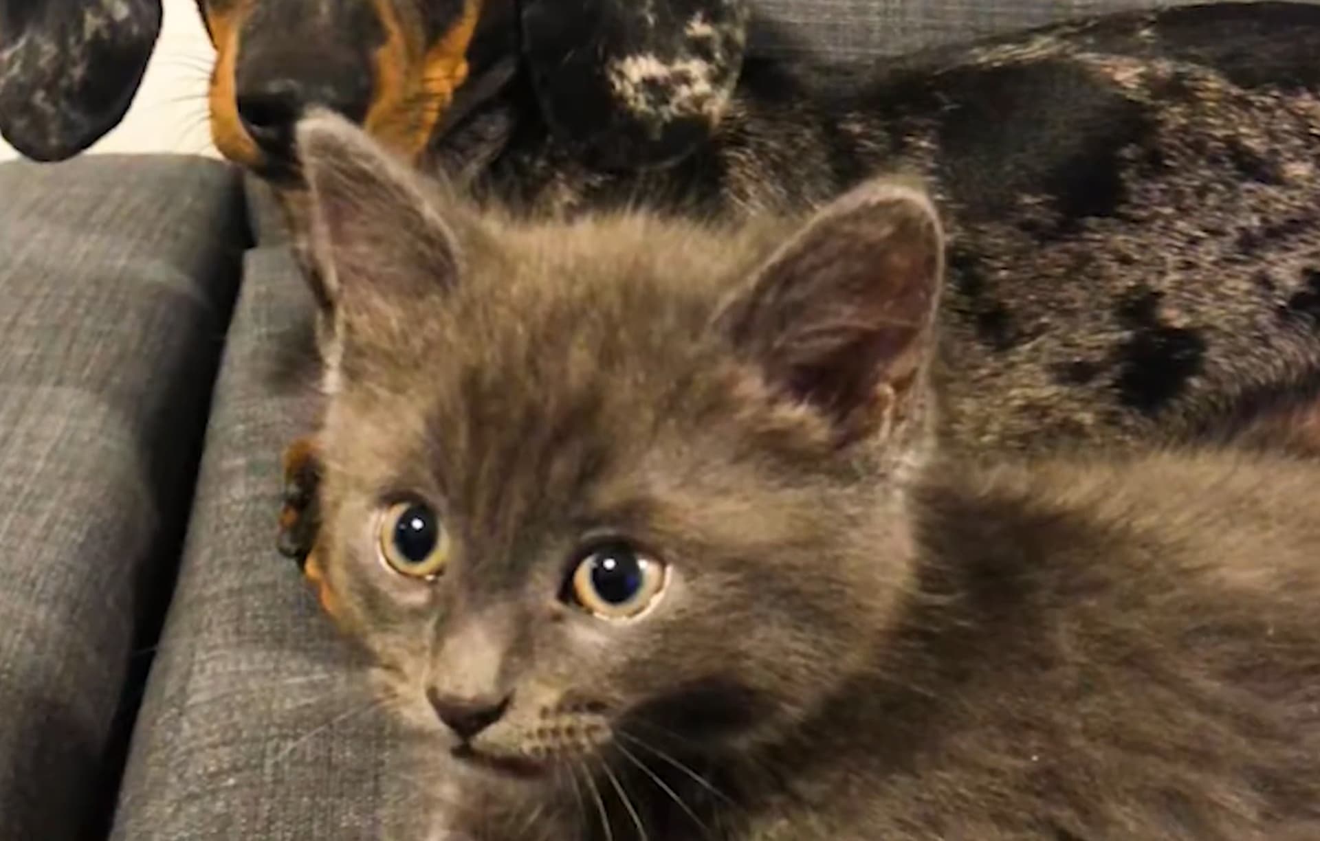 Rex's Story of Survival